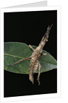Stick insect by Anonymous
