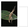 Stick insect by Anonymous
