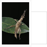 Stick insect by Anonymous