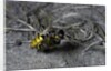Philanthus triangulum (European beewolf, bee killer) - flying with its prey by Anonymous