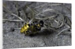 Philanthus triangulum (European beewolf, bee killer) - flying with its prey by Anonymous