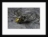 Philanthus triangulum (European beewolf, bee killer) - flying with its prey by Anonymous