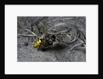 Philanthus triangulum (European beewolf, bee killer) - flying with its prey by Anonymous