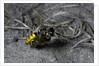 Philanthus triangulum (European beewolf, bee killer) - flying with its prey by Anonymous