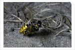 Philanthus triangulum (European beewolf, bee killer) - flying with its prey by Anonymous