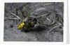 Philanthus triangulum (European beewolf, bee killer) - flying with its prey by Anonymous