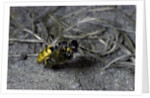 Philanthus triangulum (European beewolf, bee killer) - flying with its prey by Anonymous