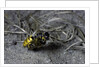 Philanthus triangulum (European beewolf, bee killer) - flying with its prey by Anonymous