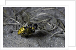Philanthus triangulum (European beewolf, bee killer) - flying with its prey by Anonymous