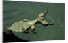 Phyllium giganteum (giant malaysian leaf insect, walking leaf) - larva by Anonymous