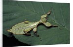 Phyllium giganteum (giant malaysian leaf insect, walking leaf) - larva by Anonymous