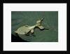 Phyllium giganteum (giant malaysian leaf insect, walking leaf) - larva by Anonymous