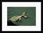 Phyllium giganteum (giant malaysian leaf insect, walking leaf) - larva by Anonymous