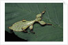 Phyllium giganteum (giant malaysian leaf insect, walking leaf) - larva by Anonymous
