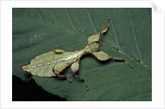 Phyllium giganteum (giant malaysian leaf insect, walking leaf) - larva by Anonymous