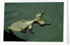 Phyllium giganteum (giant malaysian leaf insect, walking leaf) - larva by Anonymous