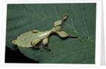 Phyllium giganteum (giant malaysian leaf insect, walking leaf) - larva by Anonymous