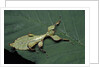 Phyllium giganteum (giant malaysian leaf insect, walking leaf) - larva by Anonymous