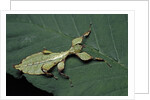 Phyllium giganteum (giant malaysian leaf insect, walking leaf) - larva by Anonymous