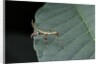 Phyllium giganteum (giant malaysian leaf insect, walking leaf) - larva by Anonymous