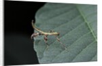 Phyllium giganteum (giant malaysian leaf insect, walking leaf) - larva by Anonymous