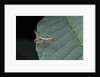 Phyllium giganteum (giant malaysian leaf insect, walking leaf) - larva by Anonymous