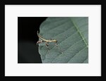 Phyllium giganteum (giant malaysian leaf insect, walking leaf) - larva by Anonymous