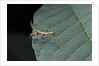 Phyllium giganteum (giant malaysian leaf insect, walking leaf) - larva by Anonymous