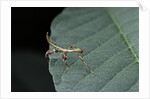 Phyllium giganteum (giant malaysian leaf insect, walking leaf) - larva by Anonymous