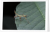 Phyllium giganteum (giant malaysian leaf insect, walking leaf) - larva by Anonymous