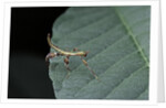 Phyllium giganteum (giant malaysian leaf insect, walking leaf) - larva by Anonymous