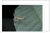 Phyllium giganteum (giant malaysian leaf insect, walking leaf) - larva by Anonymous