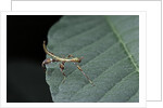 Phyllium giganteum (giant malaysian leaf insect, walking leaf) - larva by Anonymous