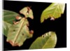 Phyllium giganteum (giant malaysian leaf insect, walking leaf) by Anonymous