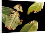Phyllium giganteum (giant malaysian leaf insect, walking leaf) by Anonymous