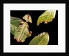 Phyllium giganteum (giant malaysian leaf insect, walking leaf) by Anonymous
