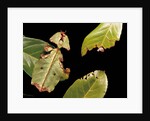 Phyllium giganteum (giant malaysian leaf insect, walking leaf) by Anonymous