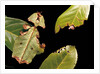 Phyllium giganteum (giant malaysian leaf insect, walking leaf) by Anonymous