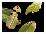 Phyllium giganteum (giant malaysian leaf insect, walking leaf) by Anonymous