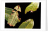 Phyllium giganteum (giant malaysian leaf insect, walking leaf) by Anonymous