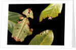 Phyllium giganteum (giant malaysian leaf insect, walking leaf) by Anonymous