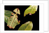Phyllium giganteum (giant malaysian leaf insect, walking leaf) by Anonymous