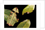 Phyllium giganteum (giant malaysian leaf insect, walking leaf) by Anonymous