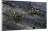 Plagionotus arcuatus (longhorn beetle) by Anonymous