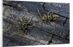 Plagionotus arcuatus (longhorn beetle) by Anonymous