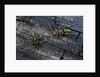 Plagionotus arcuatus (longhorn beetle) by Anonymous