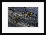 Plagionotus arcuatus (longhorn beetle) by Anonymous