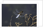 Libellula depressa (broad-bodied chaser) - male by Anonymous