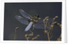 Libellula depressa (broad-bodied chaser) - male by Anonymous