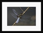 Libellula depressa (broad-bodied chaser) - male by Anonymous